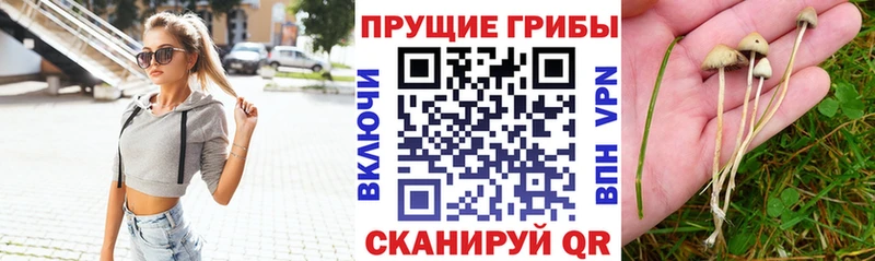 Купить  Гремячинск  Псилоцибиновые грибы мицелий 